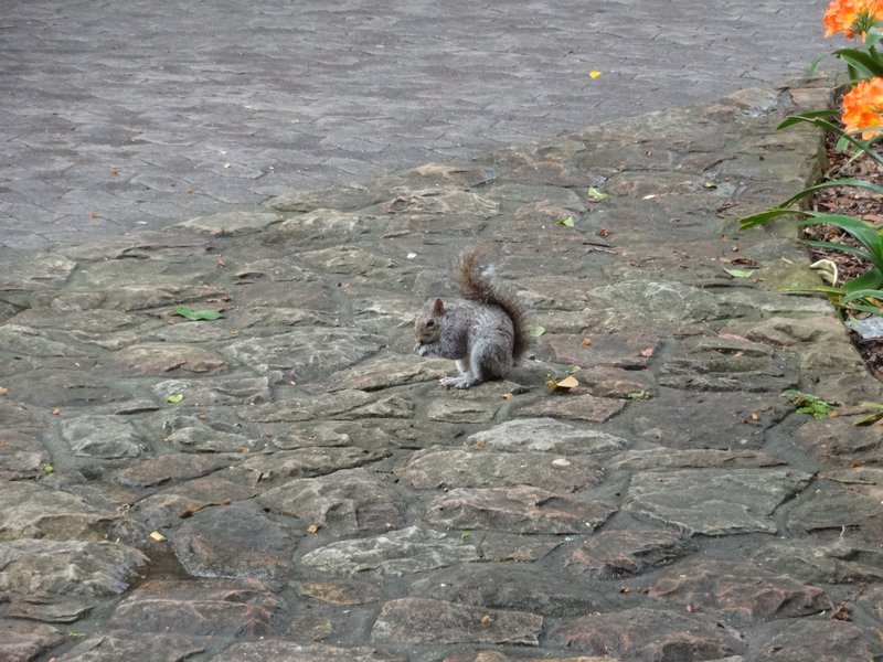 22. One of the many squirrels