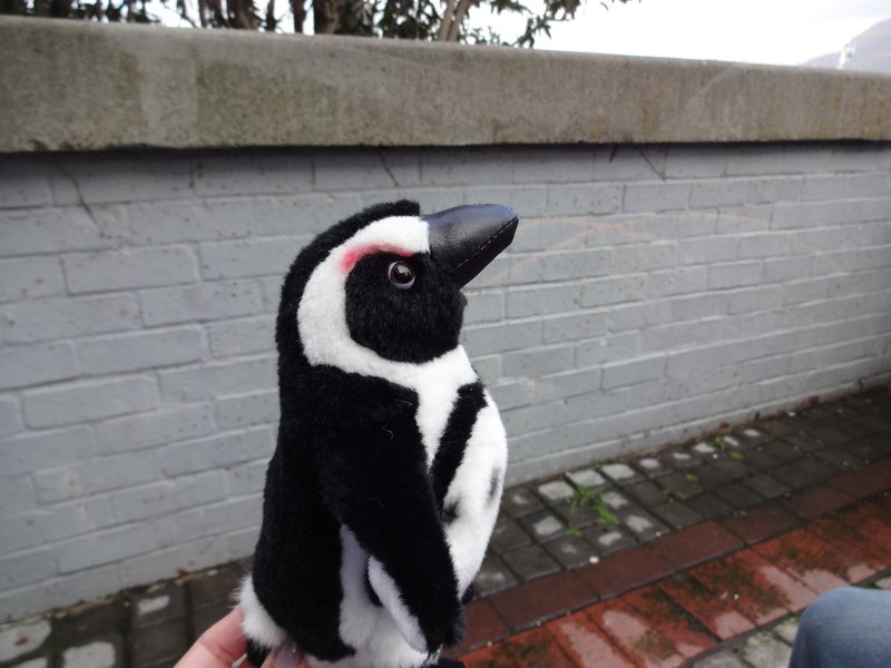 54. Penguin at the Wharf