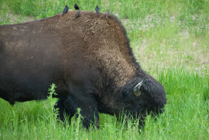 Bison 