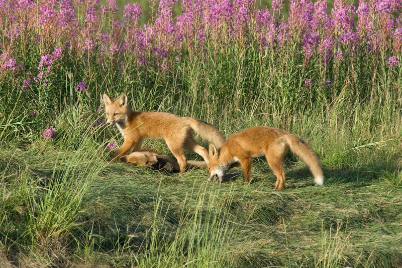 Fox den on the Dempster 