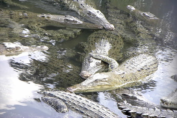 Crocodiles, Oniyama Jigoku
