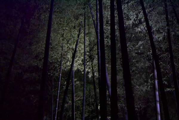Night Bamboo Stroll (Koudaiji, Kyoto)