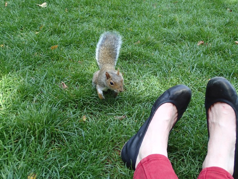 The squirrel approach..