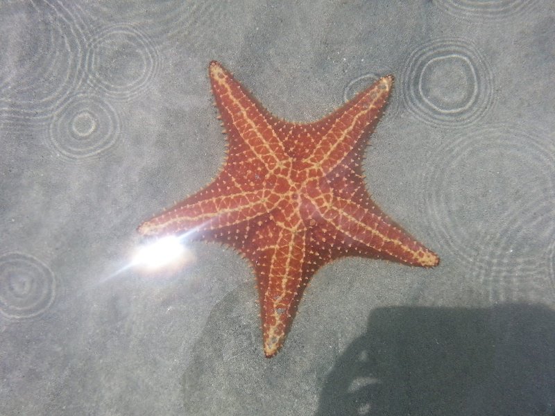 Giant starfish