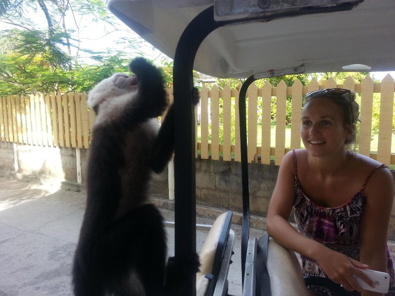 Monkey attack on the golf buggy