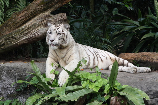 Weisser Tiger