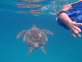 Aaron und Grüne Meeresschildkröte
