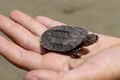 Schildkröte am Strand