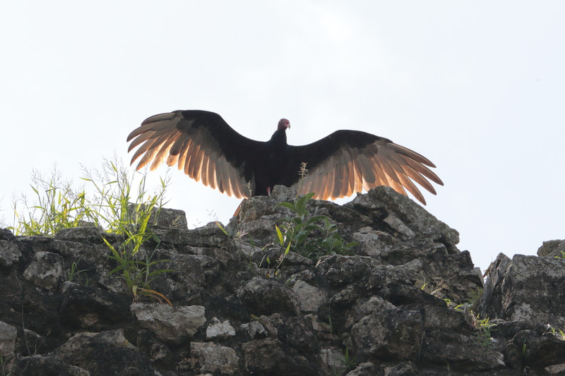 Vogel der Maya