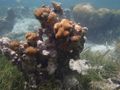 Entlang der Küste - Meso-American Reef