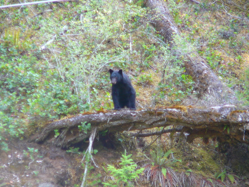 Black bear, Pacific Rim Highway