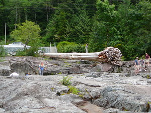 Large tree flotsam on Elliott River