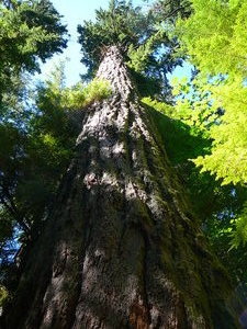 The Big Tree, Cathedral Grove.