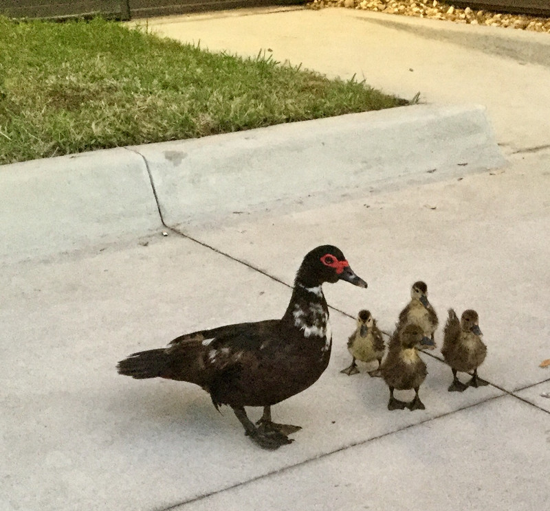 The Duck Family 