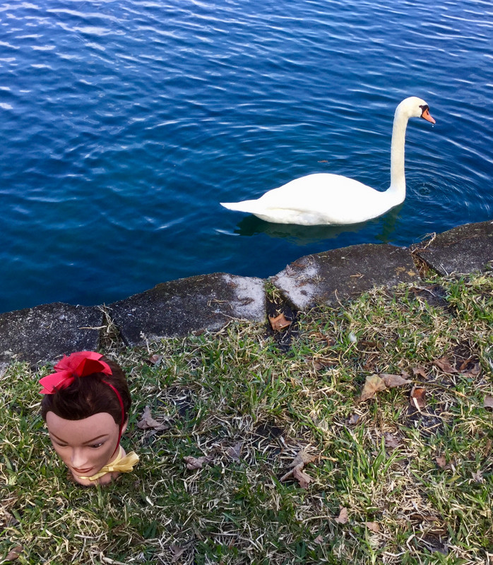 Lulu Ignored by a Swan