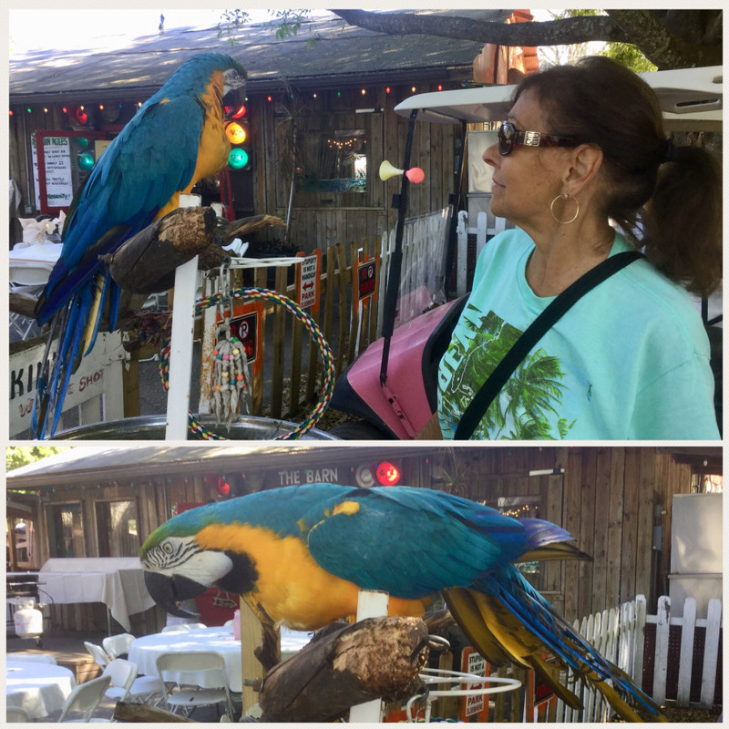 Sandy and Macaw talk 