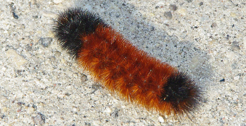 A Woolly Bear Caterpillar  