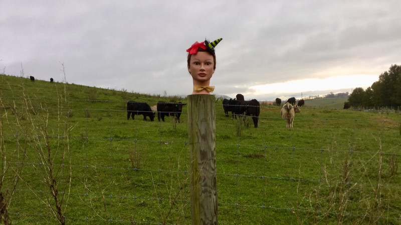 Lulu poses on the post in front of the cows