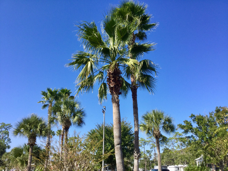 A true Florida Blue Sky and green Palm Trees