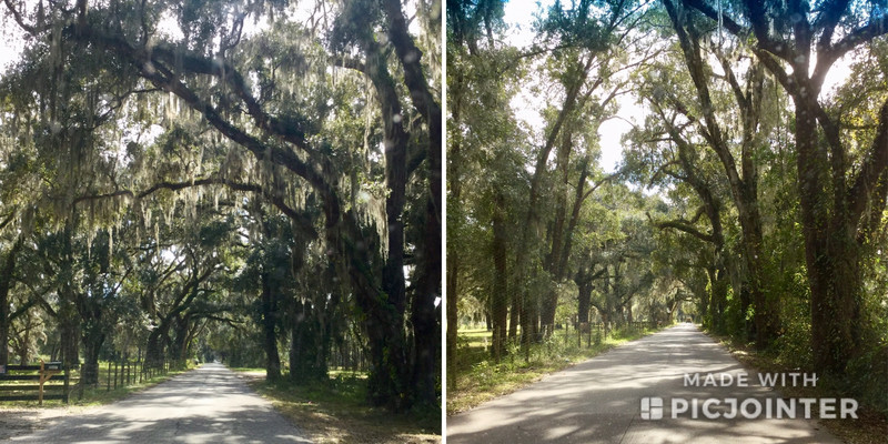Beautiful Florida Trees