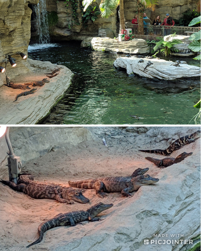 Baby alligators & turtles