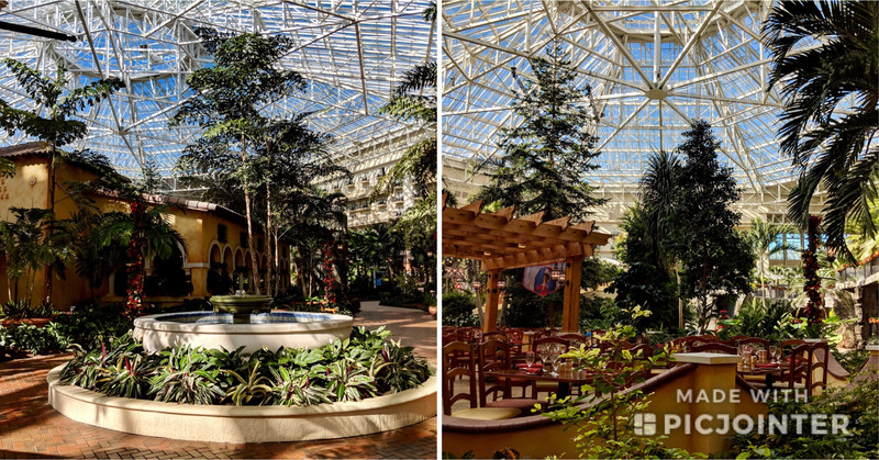 So much to see at the Gaylord