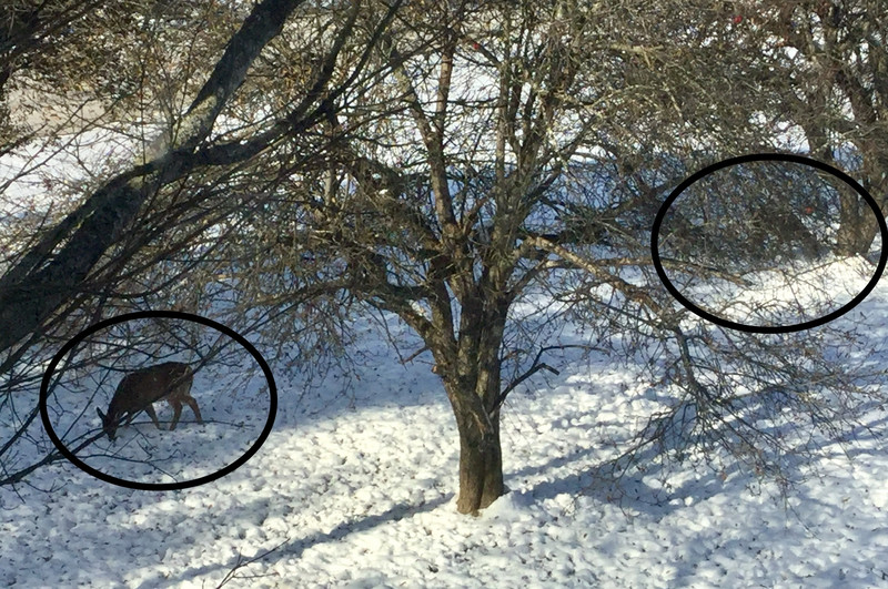 Deer visit our yard