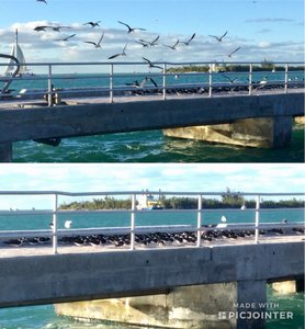A flock of birds coming and standing on pier