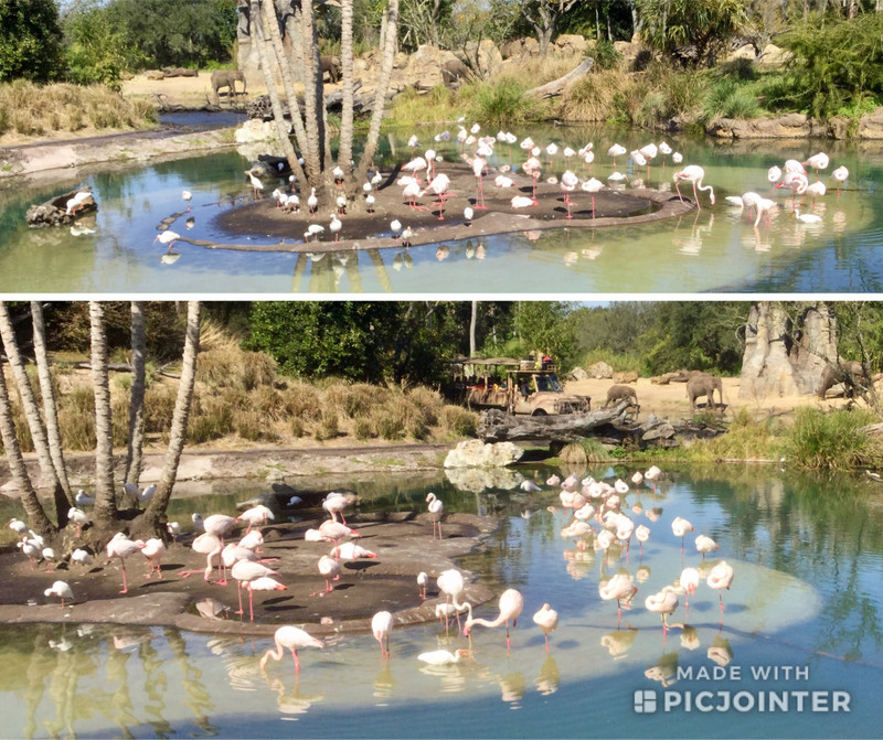 More flamingos 