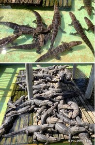 Gators Galore