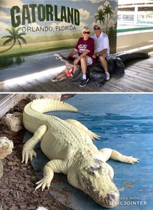 Riding the gator- an albino alligator 