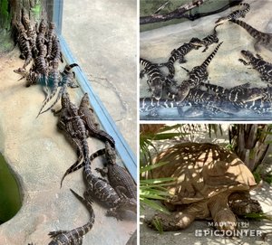 Baby alligators and old tortoise 