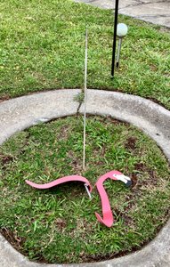 A sad day in Florida. Our flamingo has been severed! 