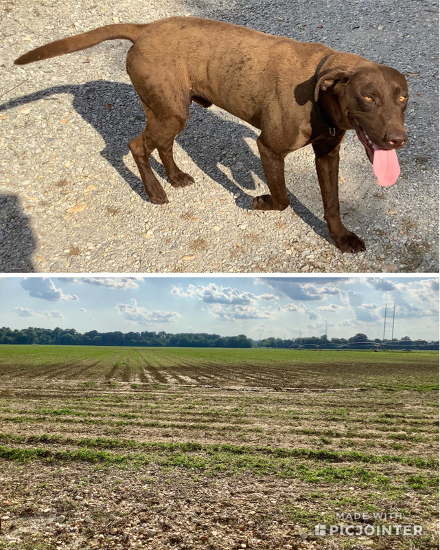 Stinky, hot pup. The ol’ Cotton fields