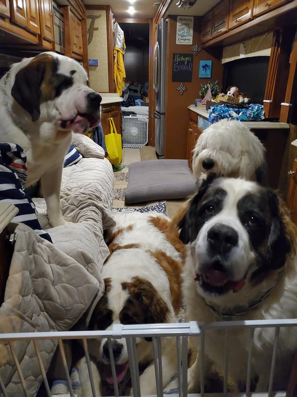 Extra picture. We love St.Bernards...we had one. 