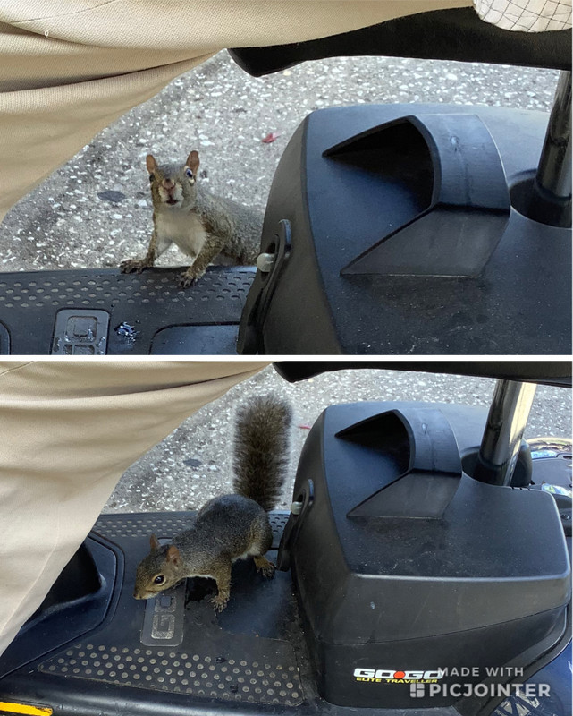 Sammy the Squirrel on Sam’s scooter 