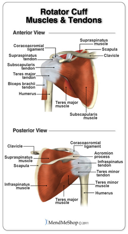 Your rotator cuff, tendons and muscle and bones