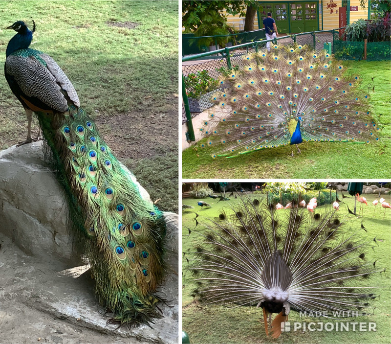 Front, back and side views of a peacock 