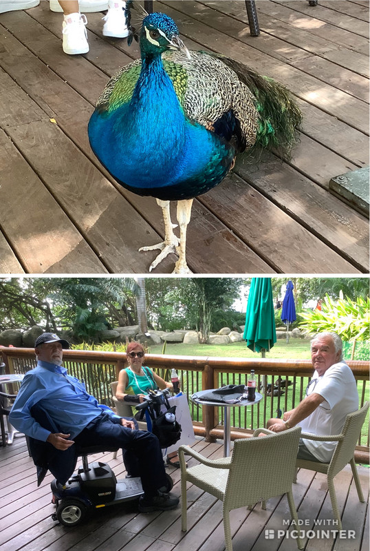 relaxing with the peacocks 