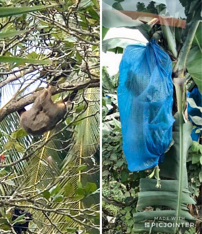 A sloth and blue banana bag