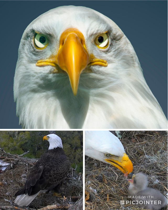 Eagle photos 