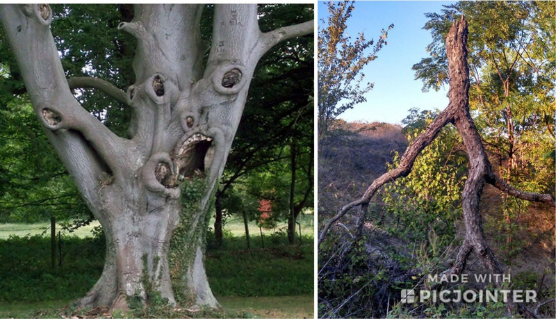 scary looking tree and a walking tree