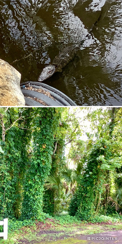 Hi ‘Gator! Rainforest at Tropical Palms.