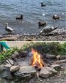 Ducks, seagulls and a campfire 