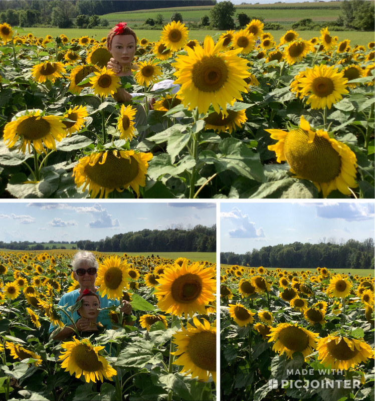 Lulu and me in the Sunflower patch