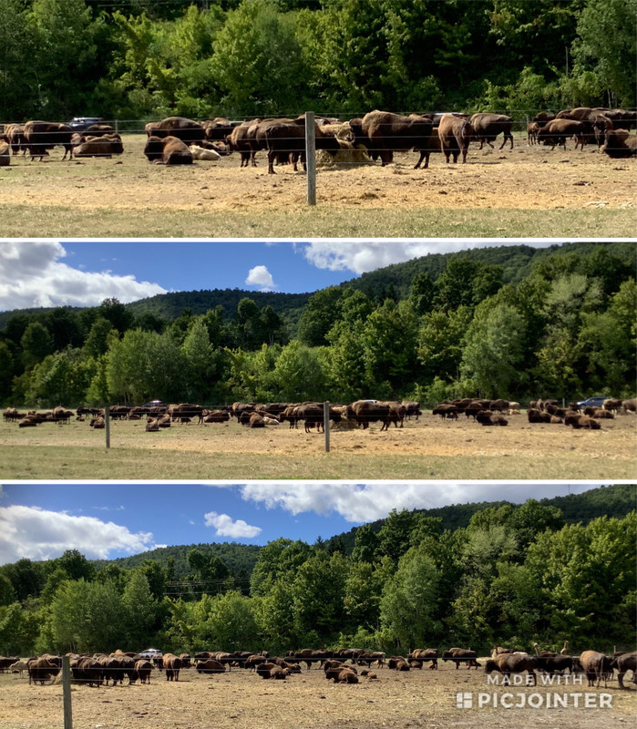 Lots of bison 