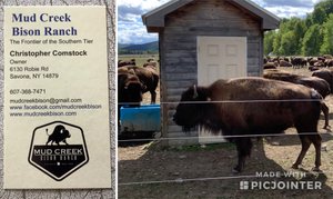 The Bison Ranch 