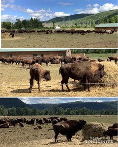 More bison