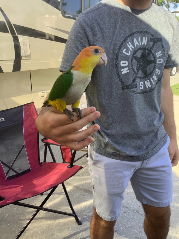 Skittles, the parrot