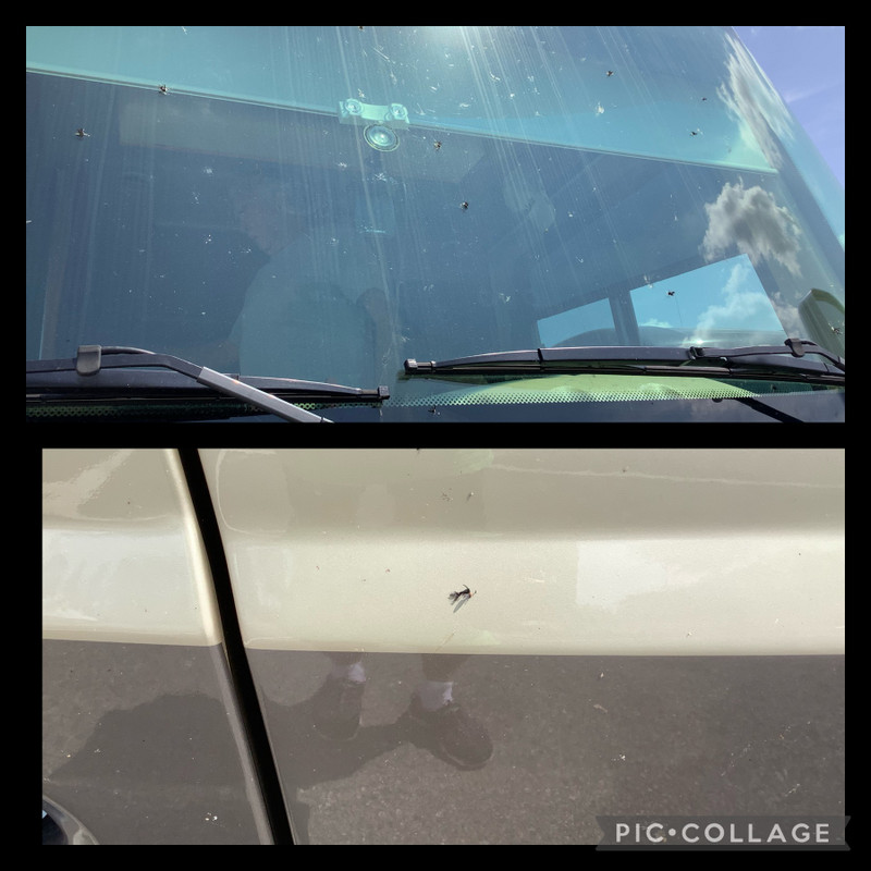 Damn Lovebugs on front of our RV 